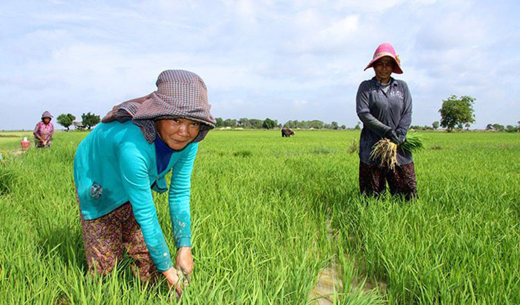 Aggregate paddy production forecasted at 13.9 MT, 10% above five-year average